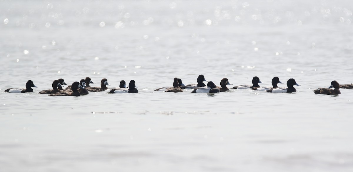 Greater Scaup - Chaiby Leiman