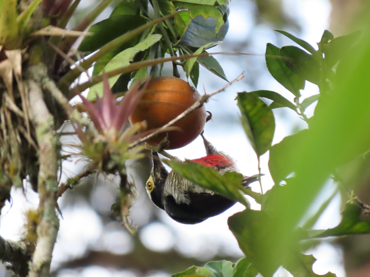 Yellow-tufted Woodpecker - Cristian Cufiño