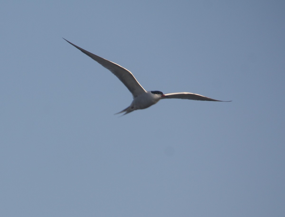 Common Tern - Tim E.