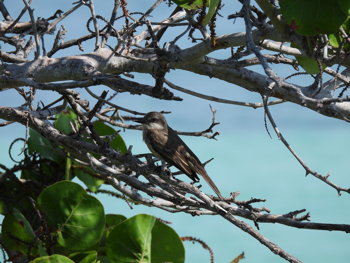 Gray Kingbird - Amy Egan