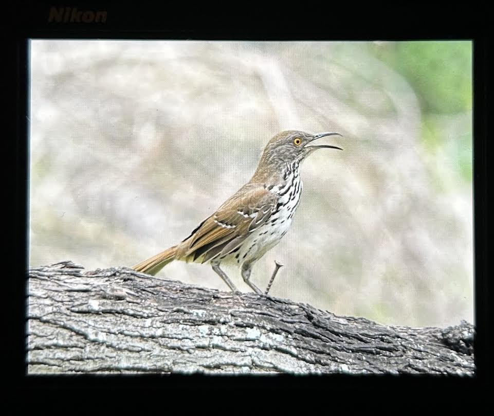 Long-billed Thrasher - Nick Ottensman