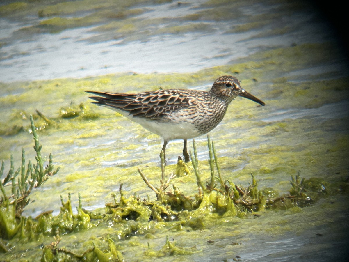 Pectoral Sandpiper - Nancy Wiechmann