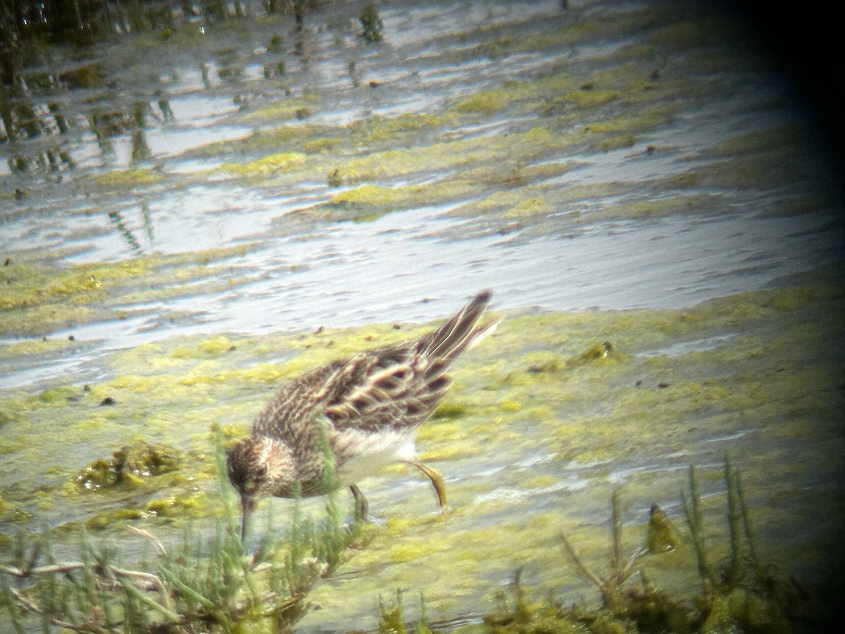 Pectoral Sandpiper - ML619469677