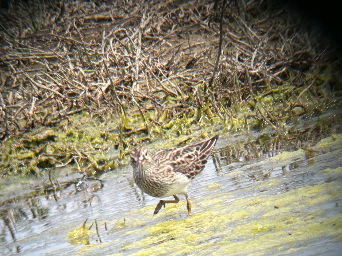 Pectoral Sandpiper - ML619469678