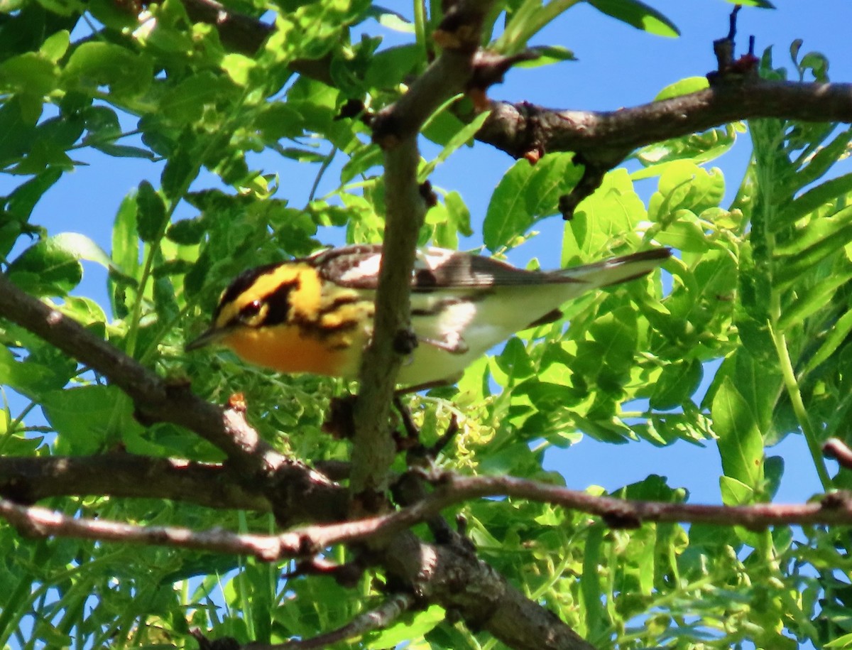 Blackburnian Warbler - Randy Shonkwiler