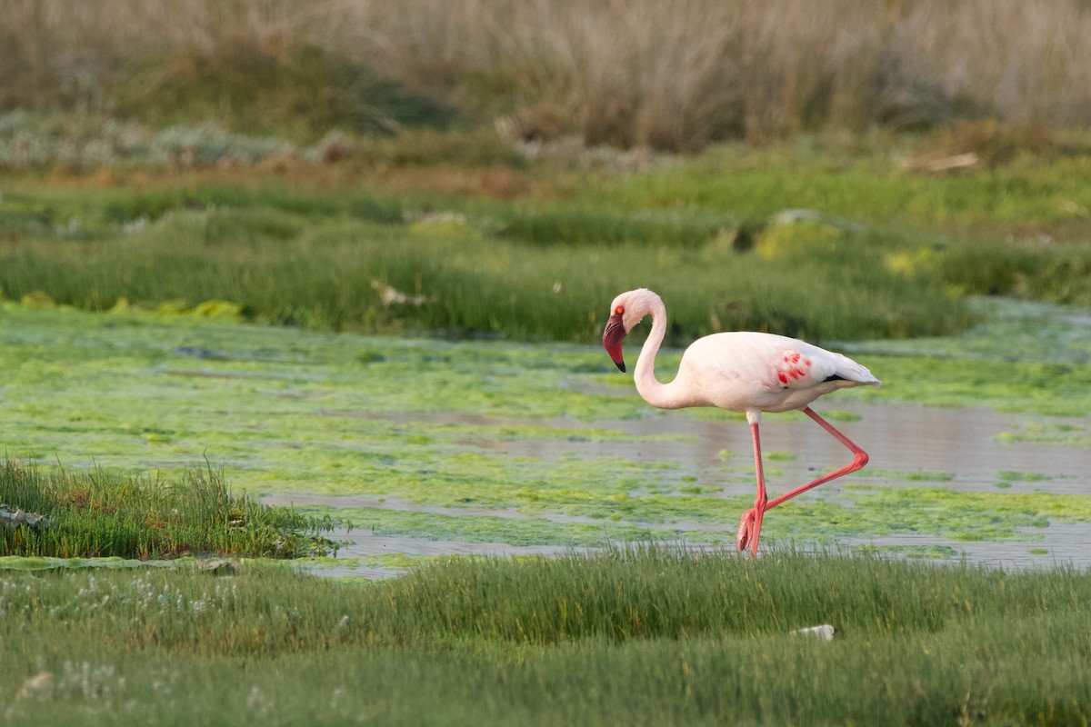 Lesser Flamingo - Nick Leiby