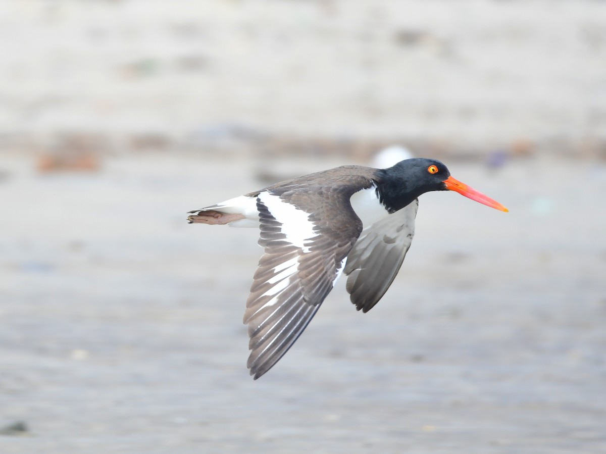 American Oystercatcher - Chaiby Leiman