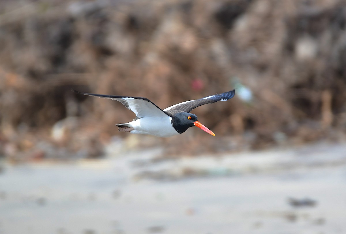 American Oystercatcher - Chaiby Leiman