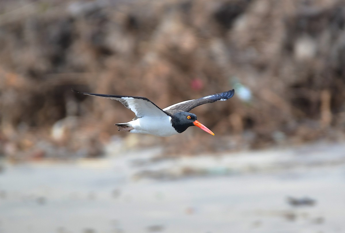 American Oystercatcher - ML619469690