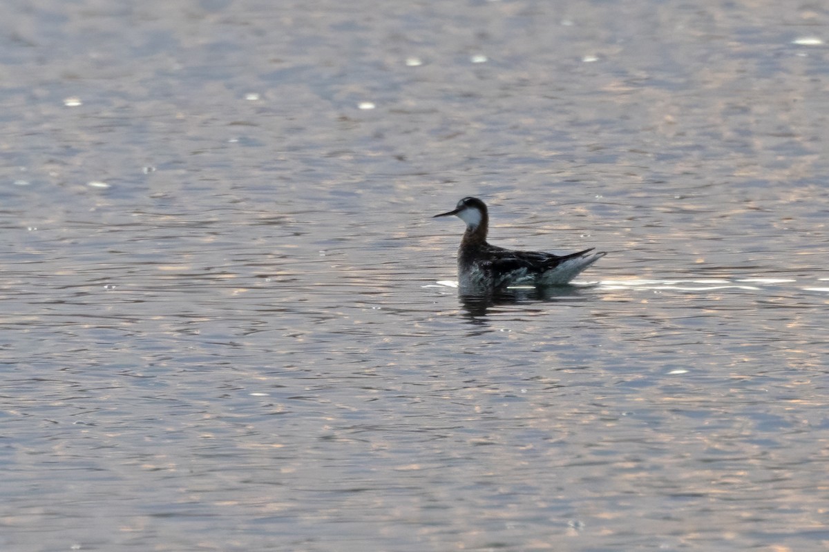 Red-necked Phalarope - Tommy Childers