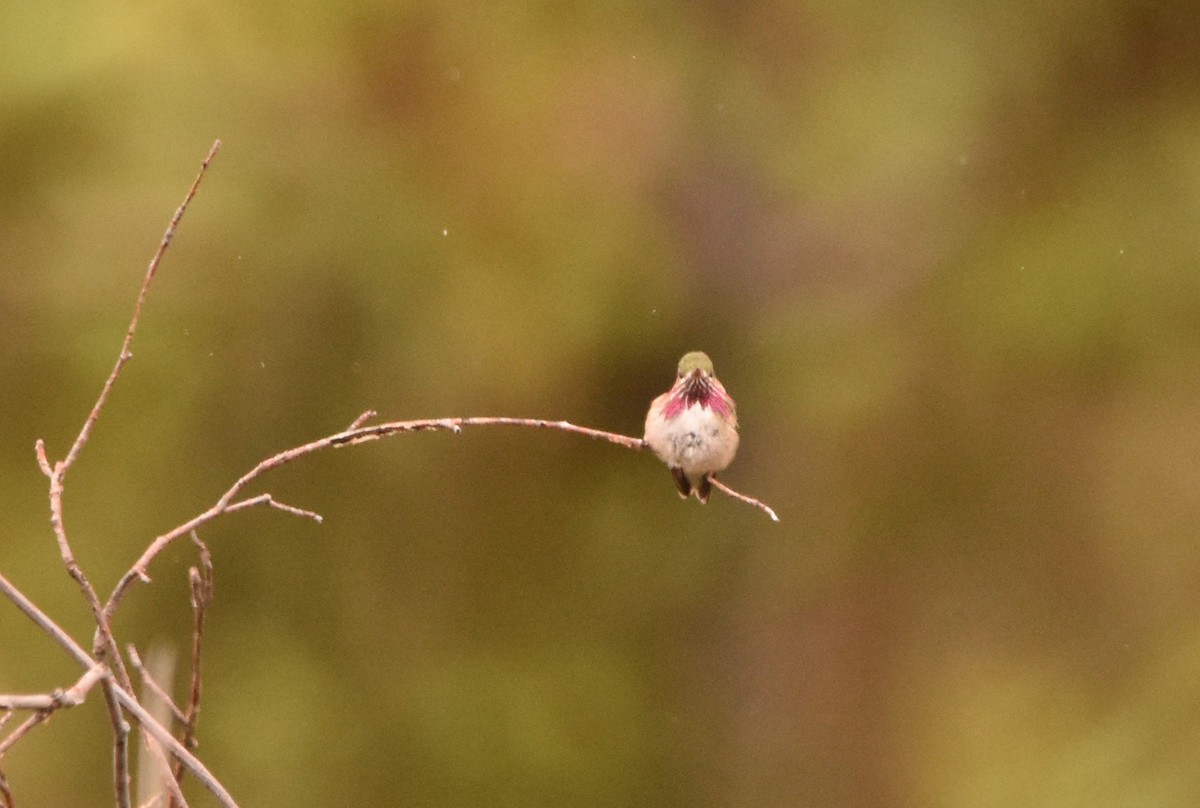 Calliope Hummingbird - Russ Petersen
