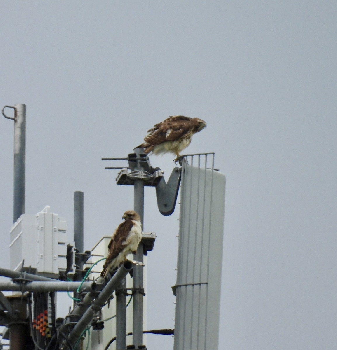 Red-tailed Hawk - Susan Ringoen