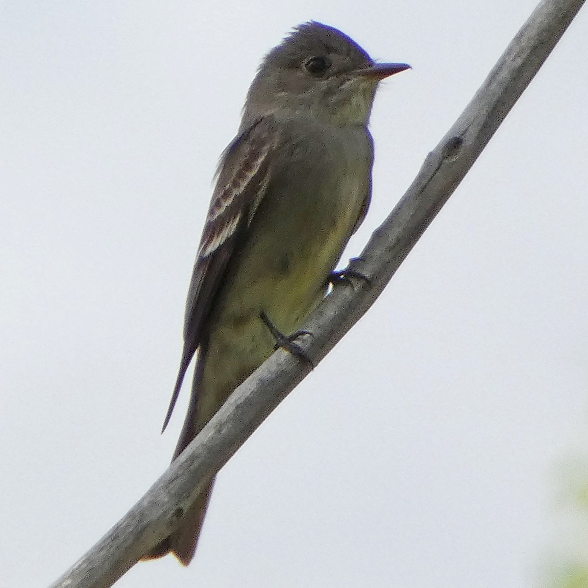 Western Wood-Pewee - C Fred Zeillemaker