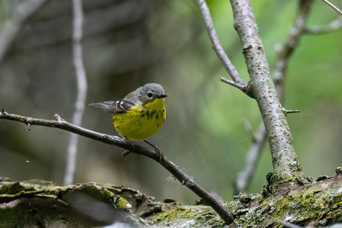 Magnolia Warbler - Joshua Kautz