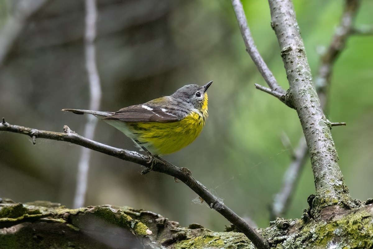 Magnolia Warbler - ML619469721