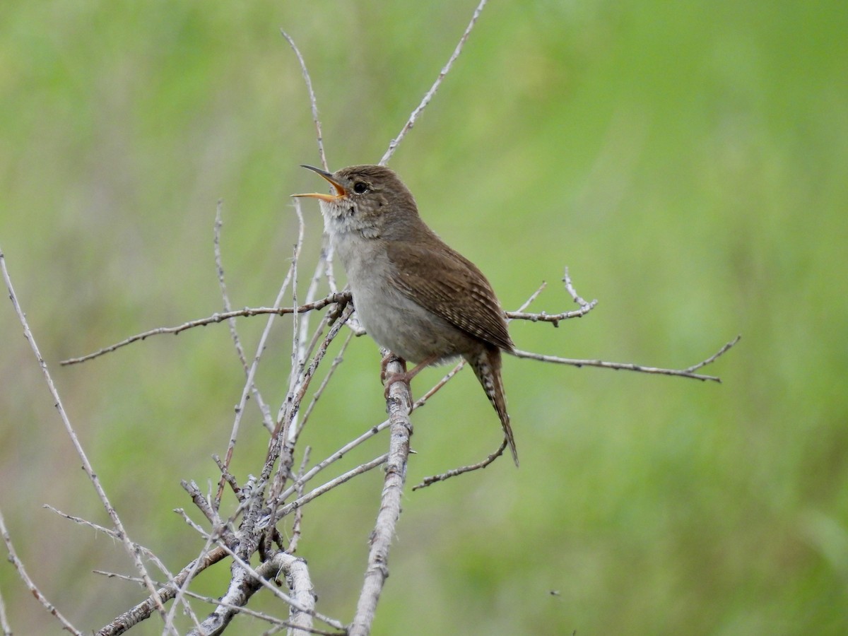 House Wren - Susan Ringoen