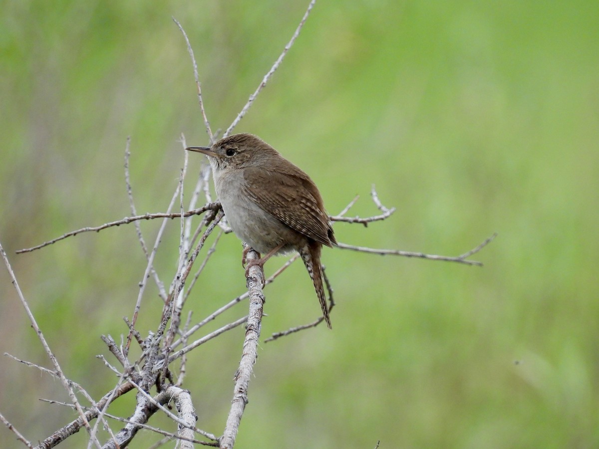 House Wren - Susan Ringoen