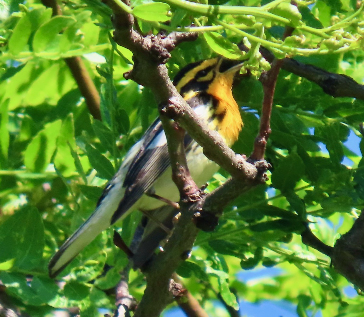 Blackburnian Warbler - Randy Shonkwiler