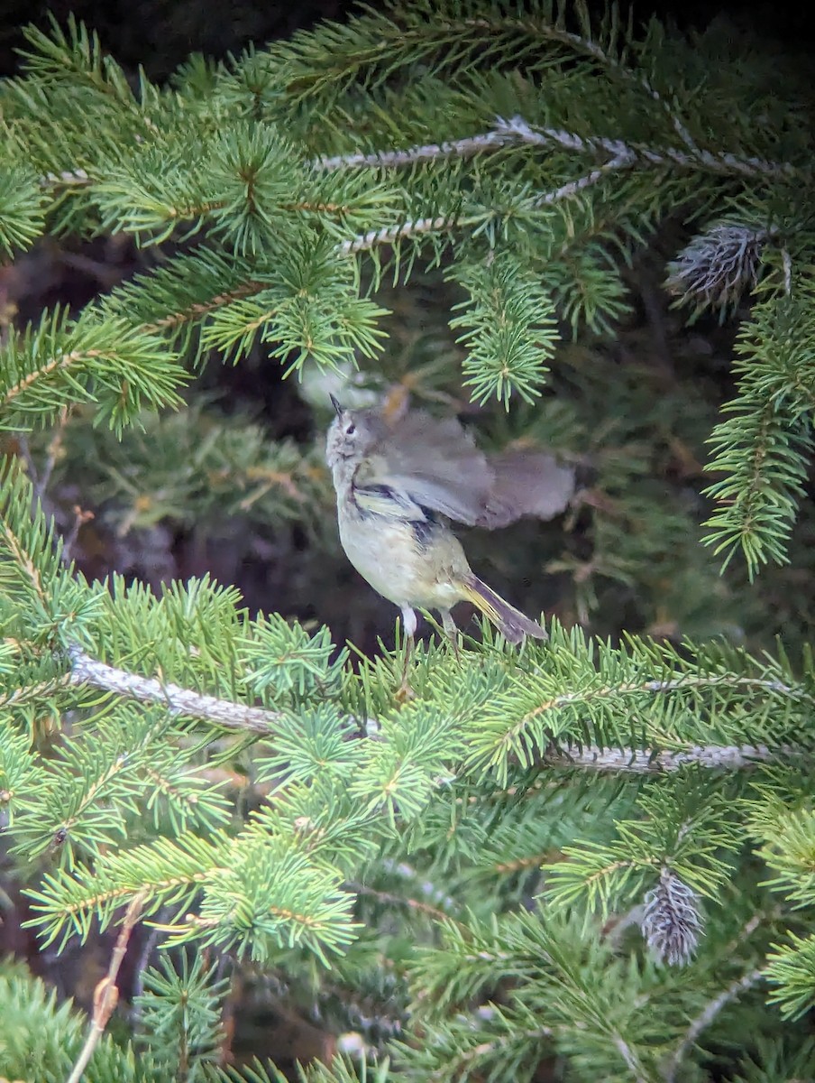 Ruby-crowned Kinglet - Jack N