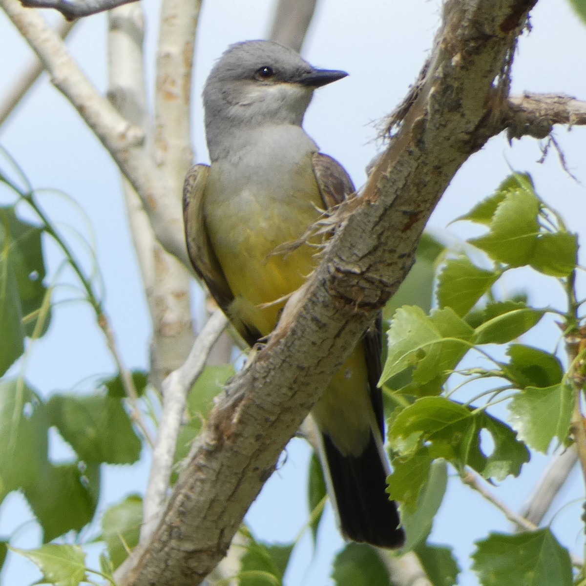 Western Kingbird - ML619469727