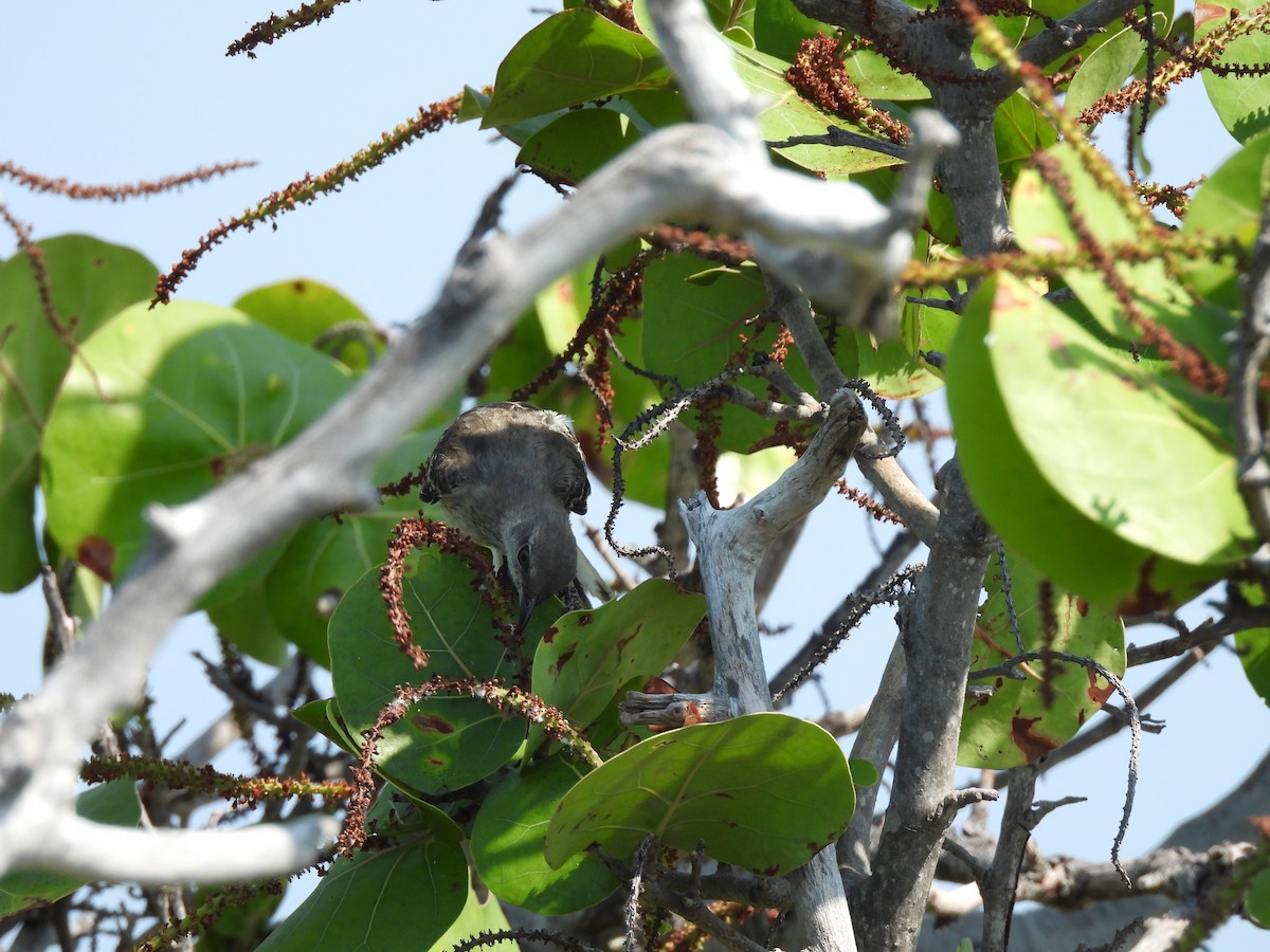 Northern Mockingbird - Amy Egan