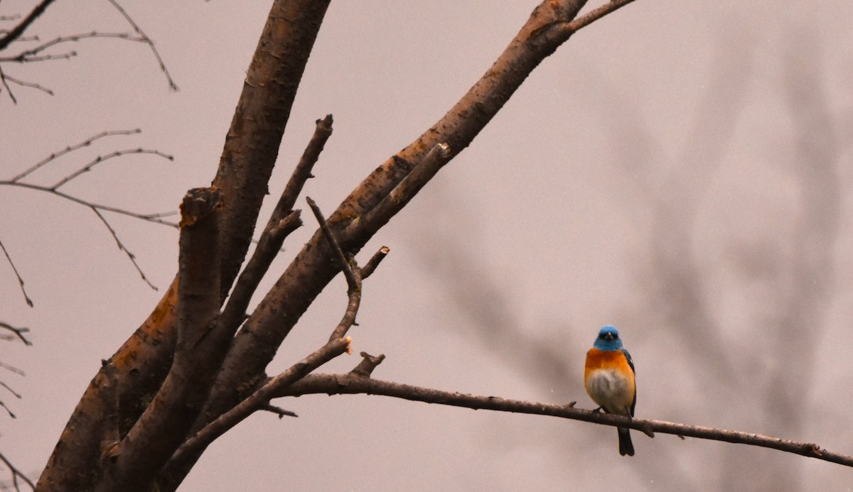 Lazuli Bunting - Russ Petersen