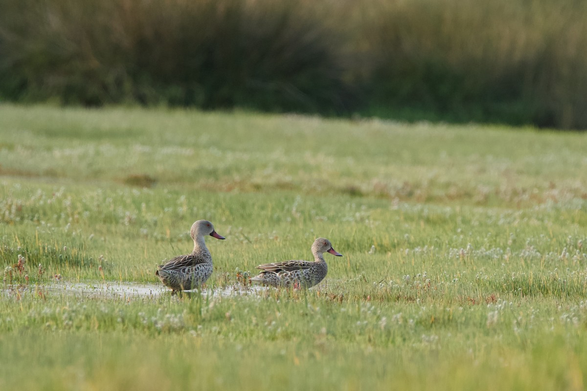 Cape Teal - Nick Leiby