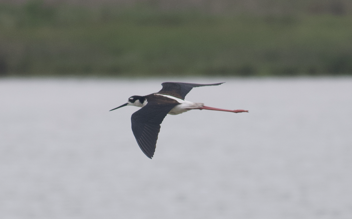 Black-necked Stilt - Andy McGeoch 🦆