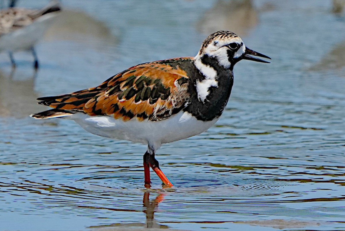 Ruddy Turnstone - James Bourne