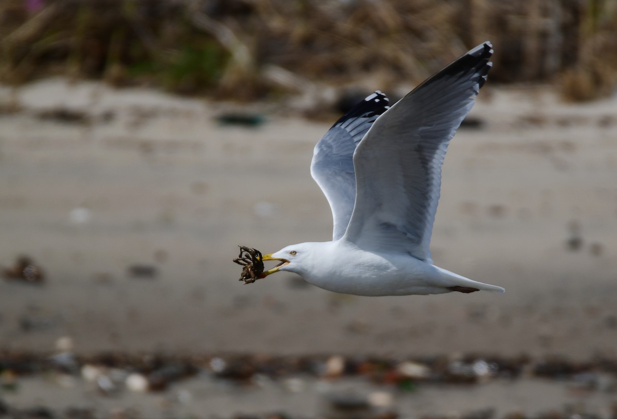 American Herring Gull - ML619469756