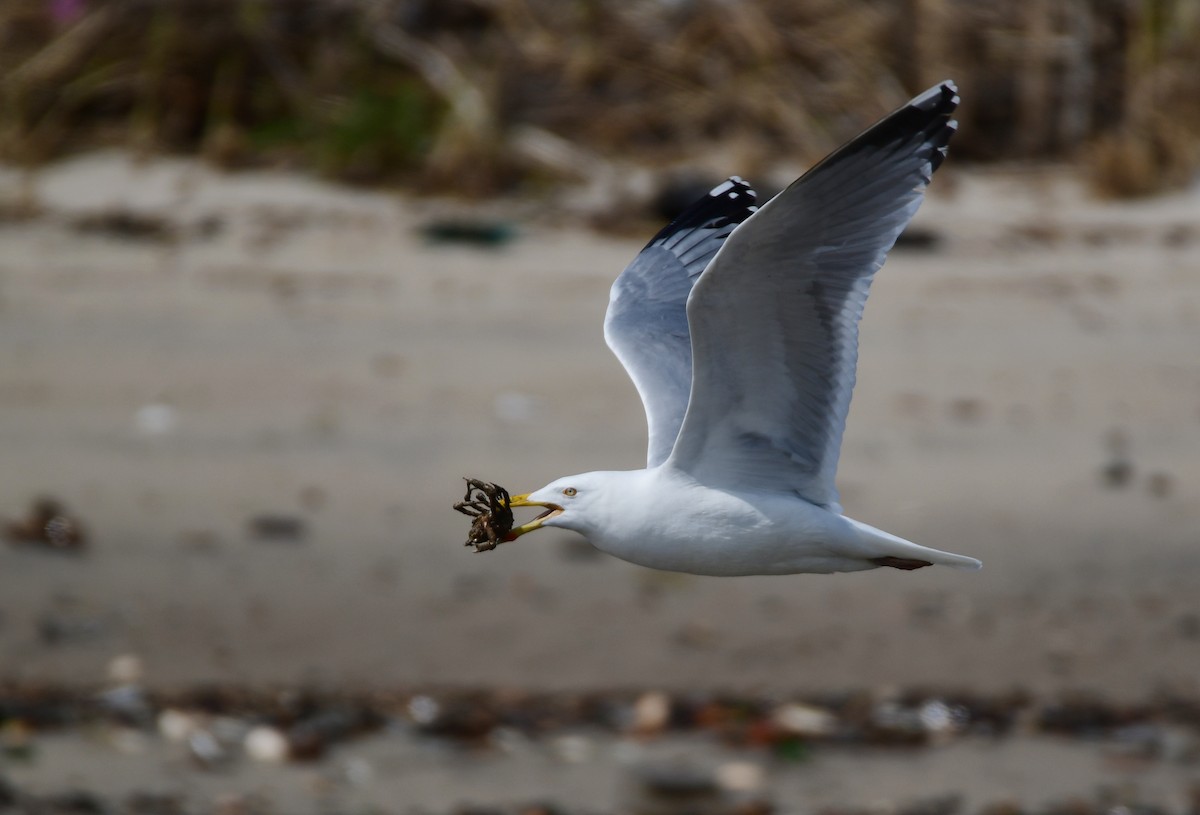 Herring Gull - Chaiby Leiman