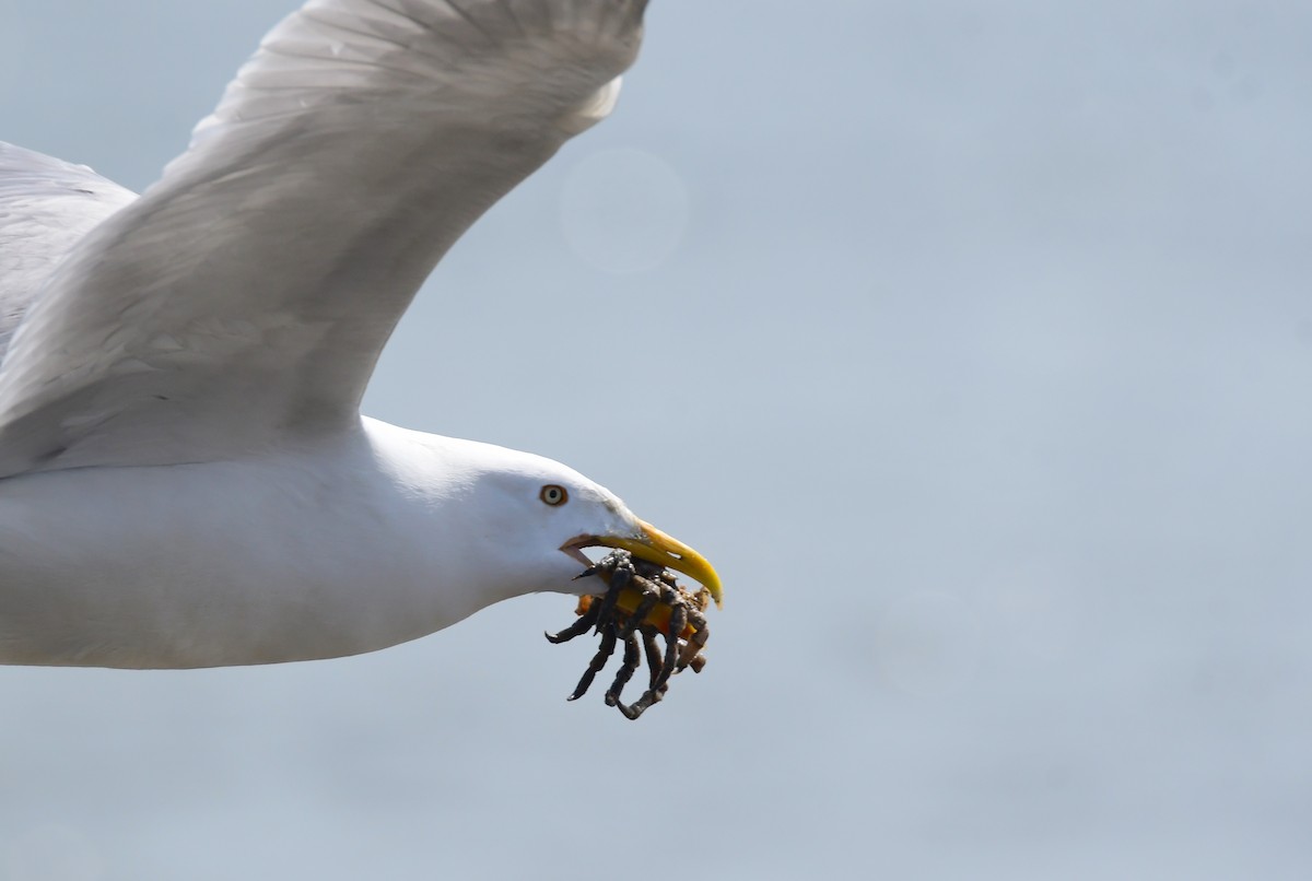 Herring Gull - Chaiby Leiman