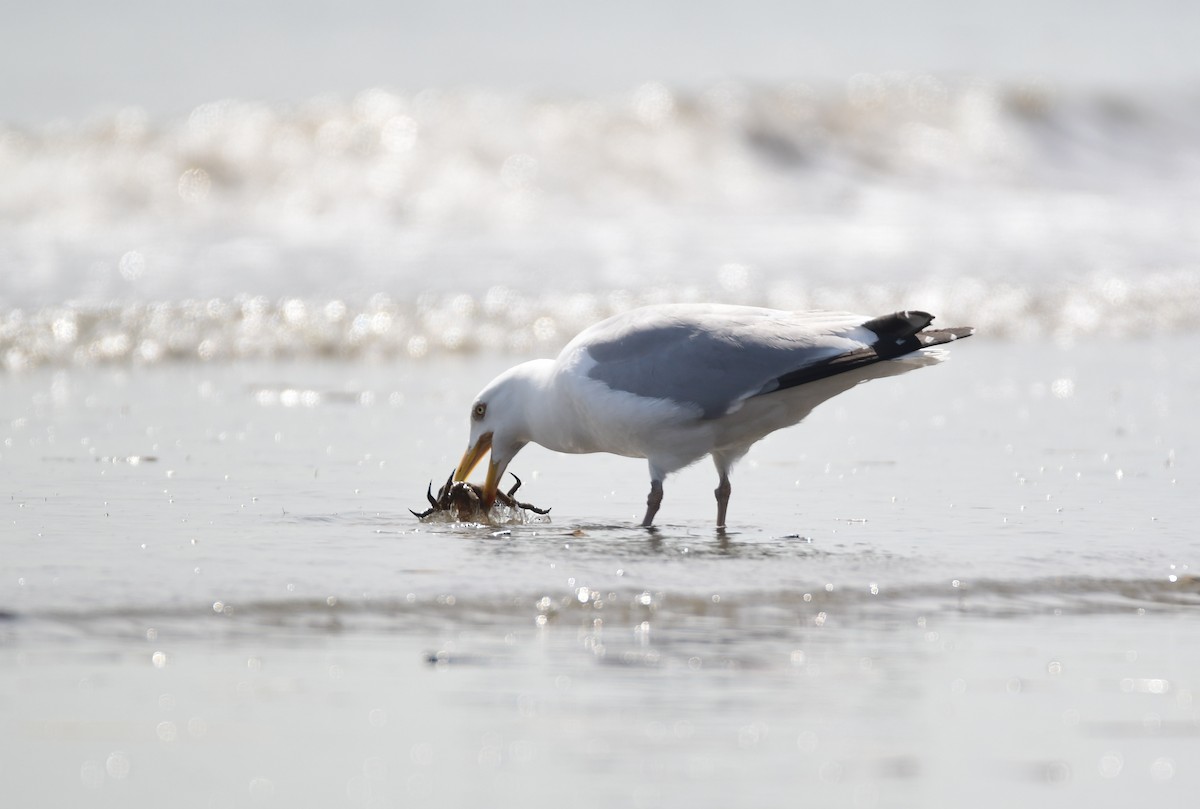 Herring Gull - Chaiby Leiman