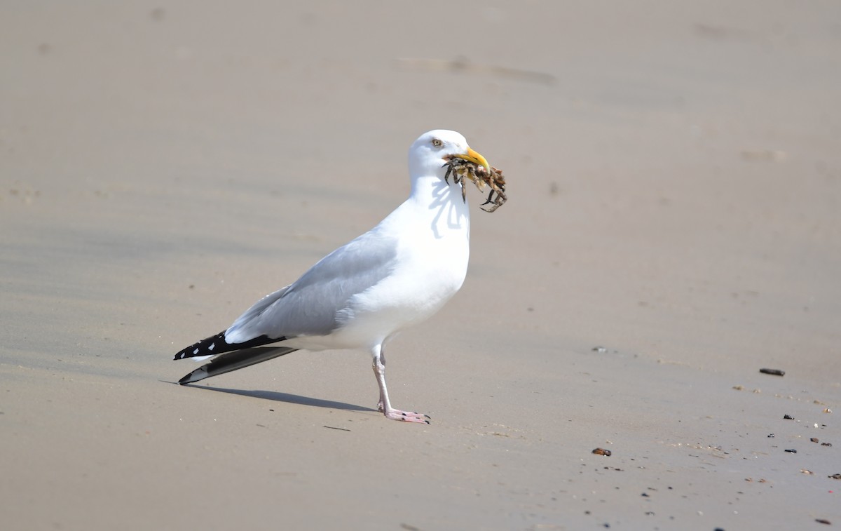 Herring Gull - Chaiby Leiman