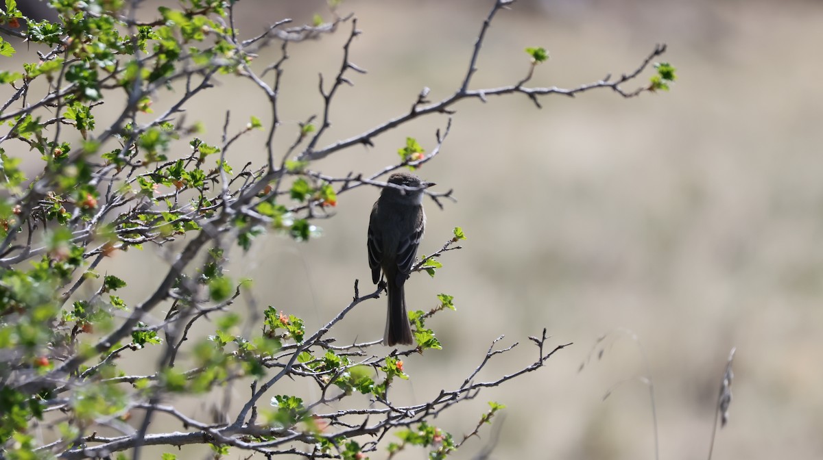 Willow Flycatcher - Tonie Hansen