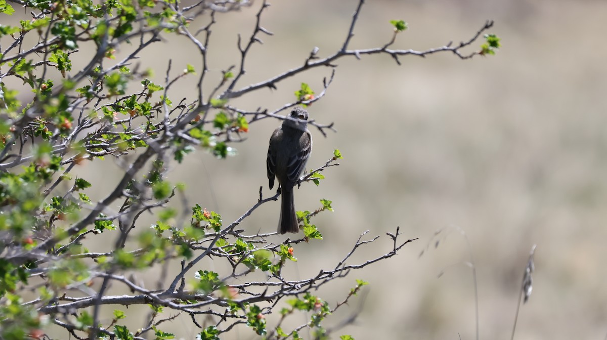 Willow Flycatcher - Tonie Hansen