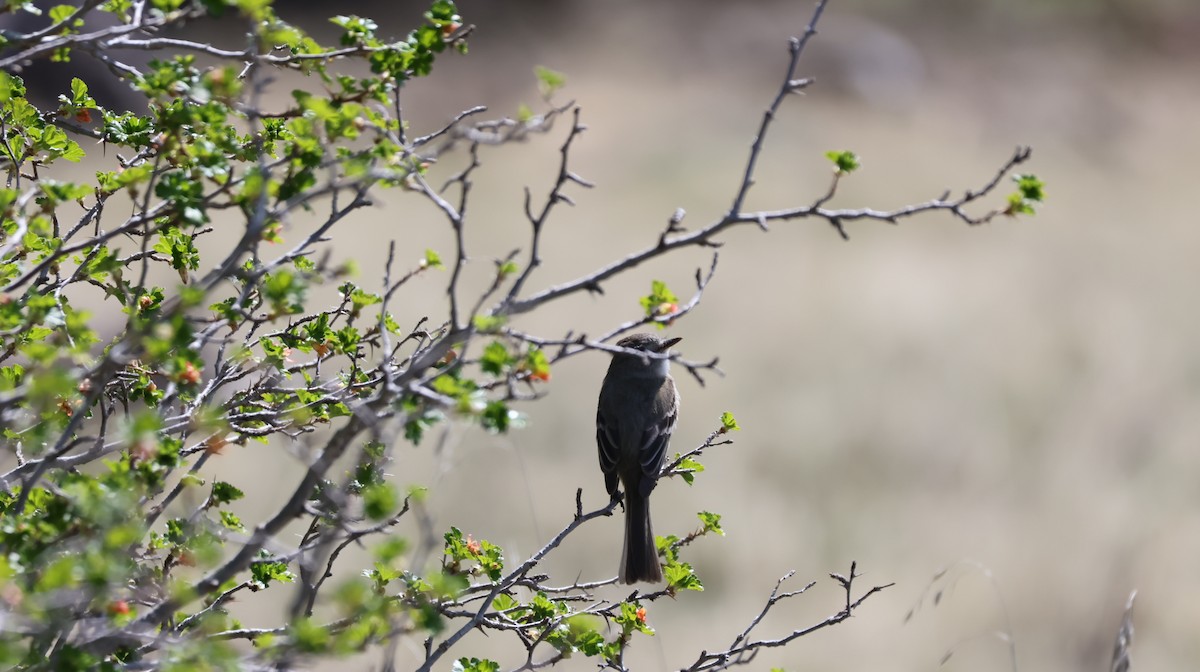 Willow Flycatcher - Tonie Hansen