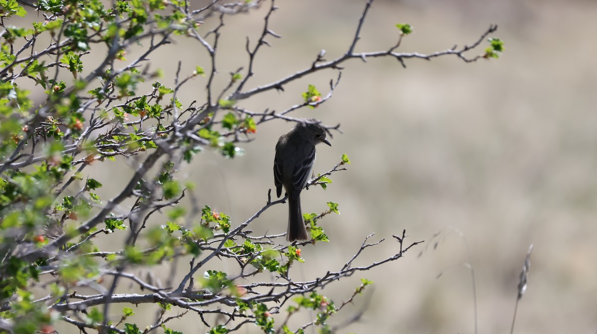 Willow Flycatcher - Tonie Hansen