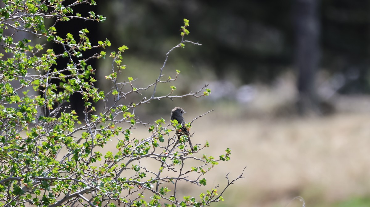 Willow Flycatcher - Tonie Hansen