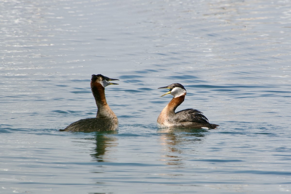 Red-necked Grebe - Jerry Horak