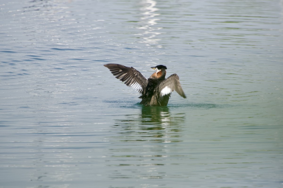 Red-necked Grebe - Jerry Horak