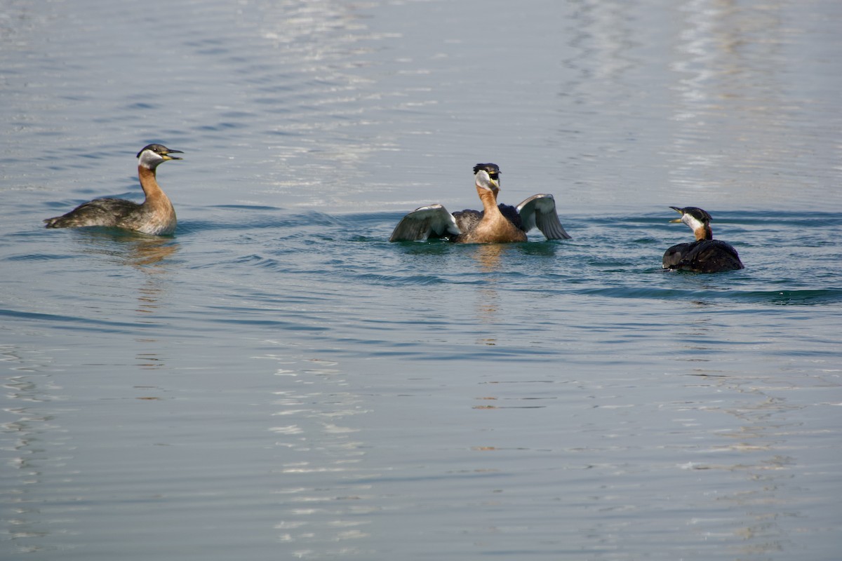 Red-necked Grebe - Jerry Horak