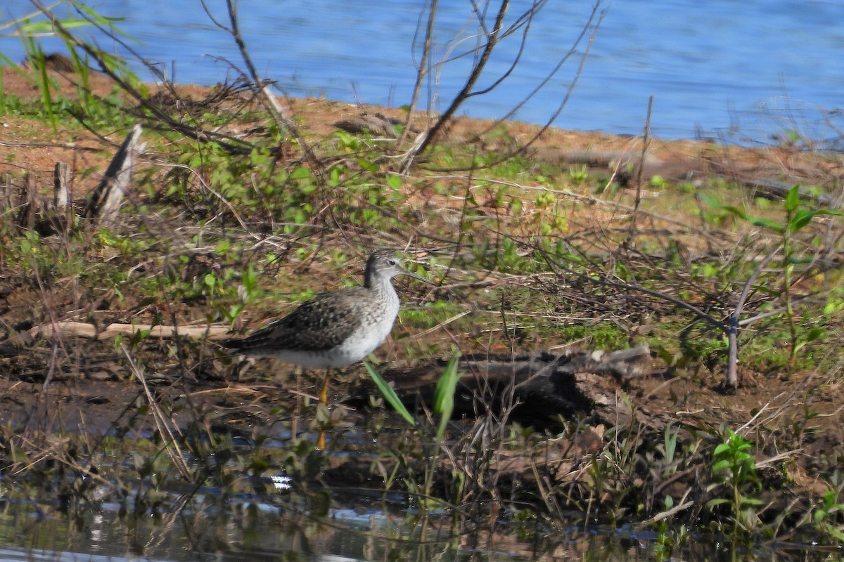 Lesser Yellowlegs - Betty Lou Peckham