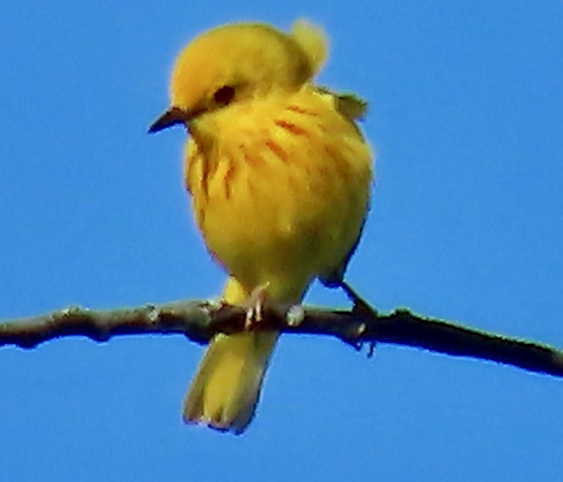 Yellow Warbler - Randy Shonkwiler