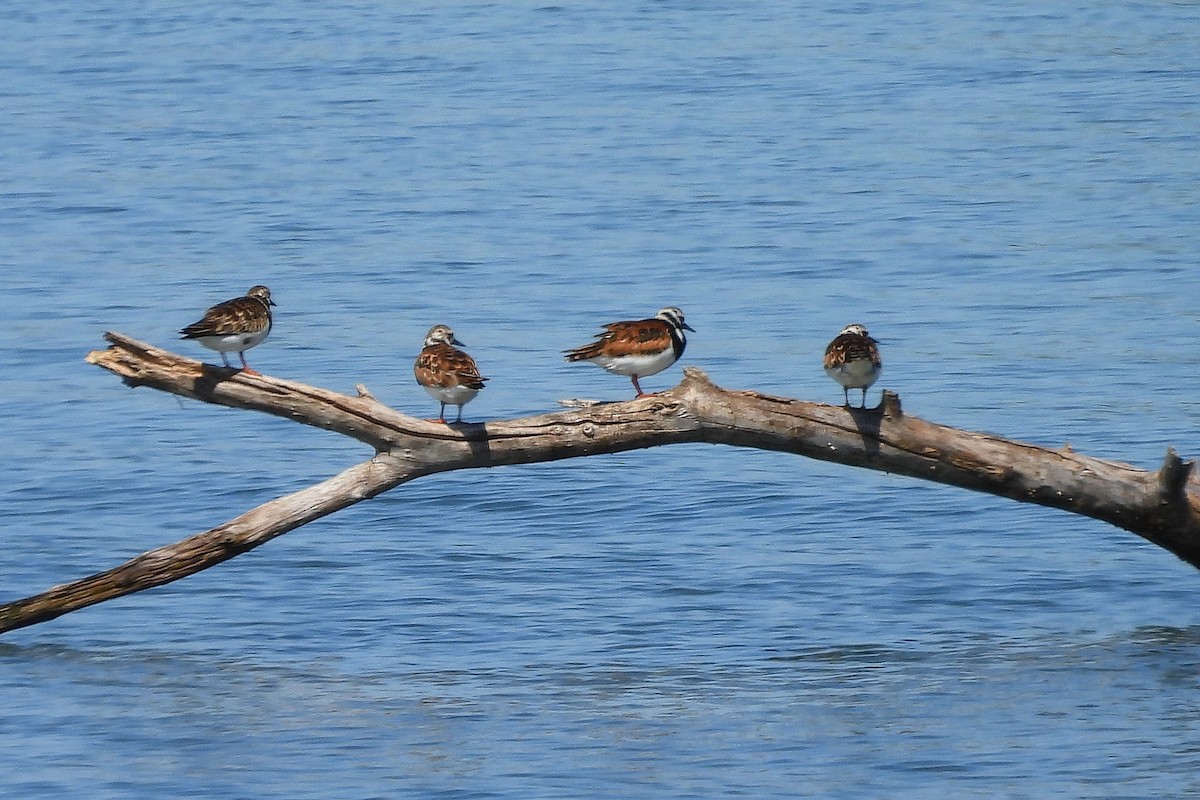 Ruddy Turnstone - Betty Lou Peckham