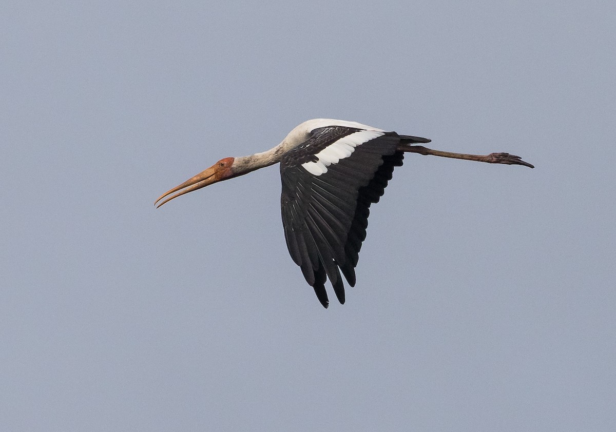 Painted Stork - John le Rond