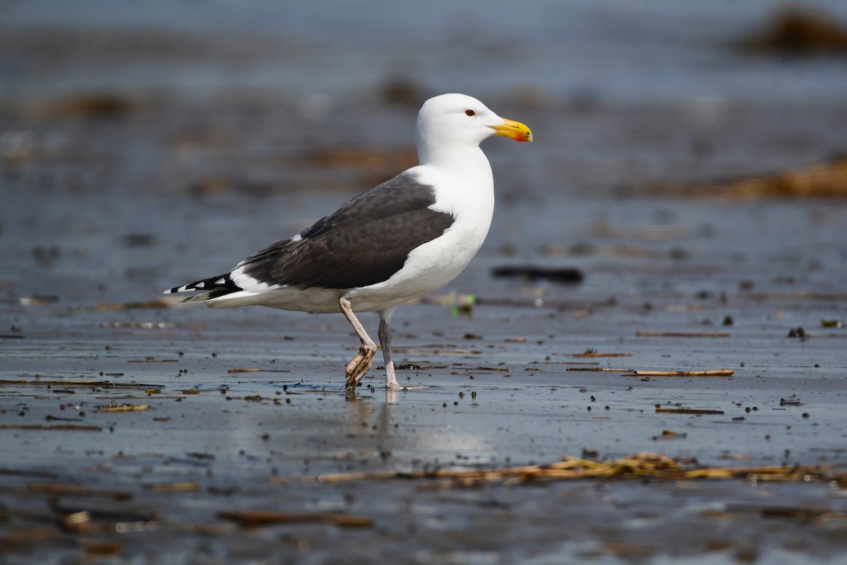Great Black-backed Gull - Chaiby Leiman