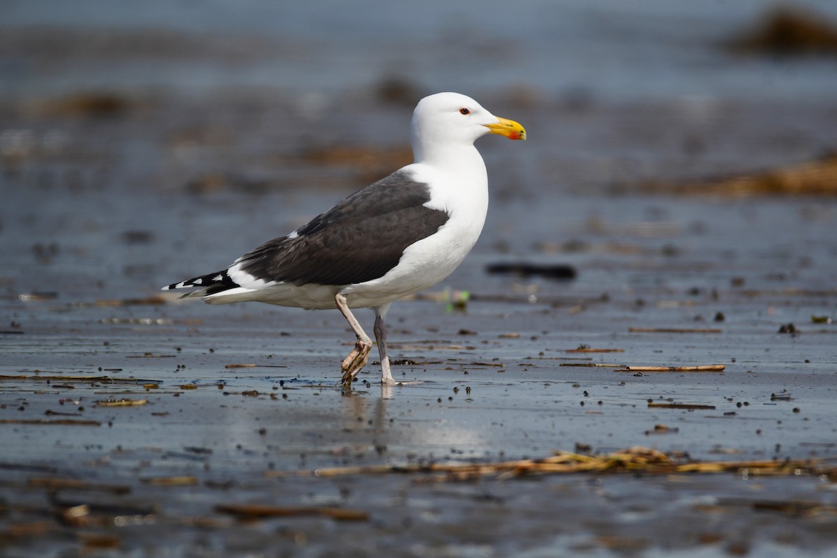 Great Black-backed Gull - ML619469788