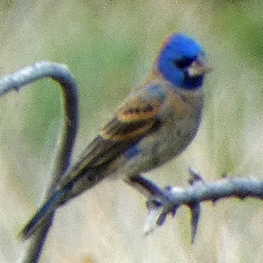 Blue Grosbeak - C Fred Zeillemaker