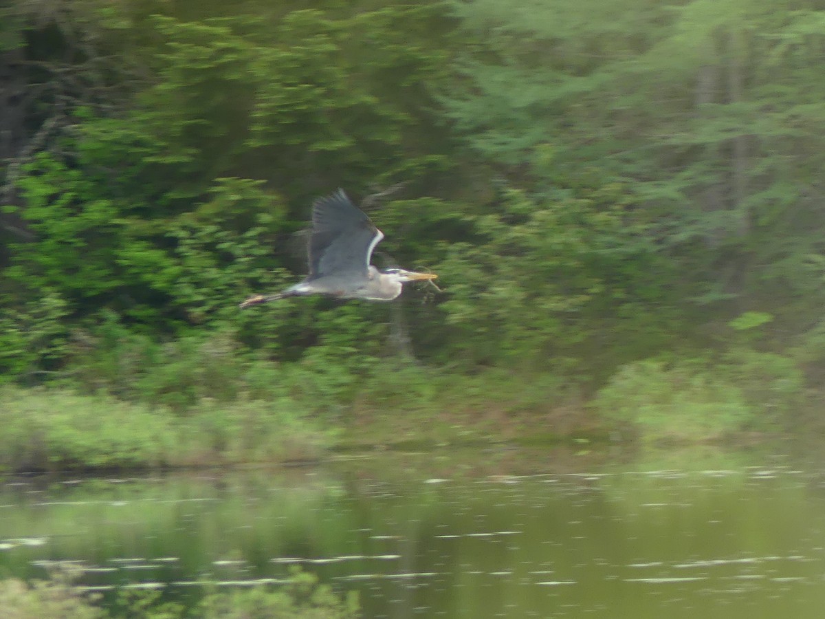 Great Blue Heron - claudine lafrance cohl